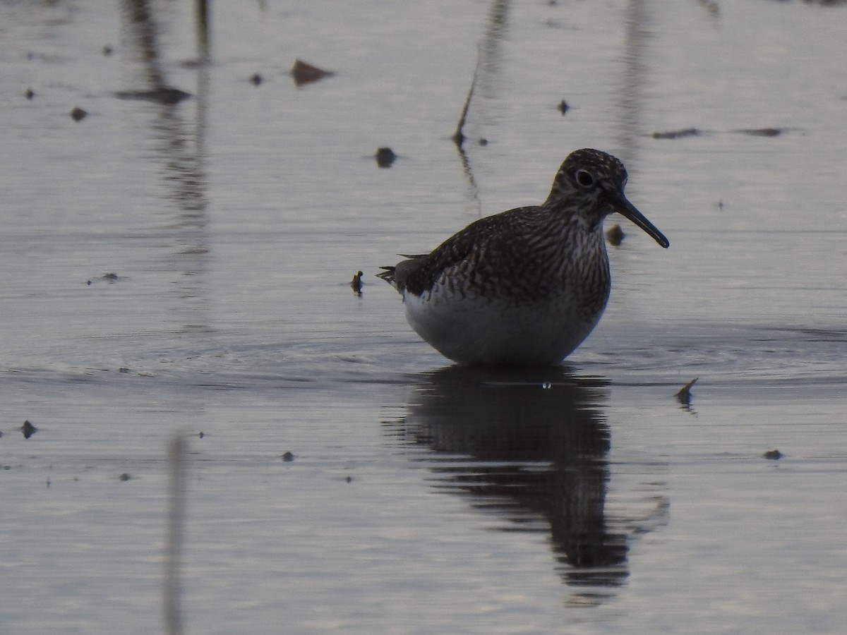 Solitary Sandpiper - Jacques Bélanger