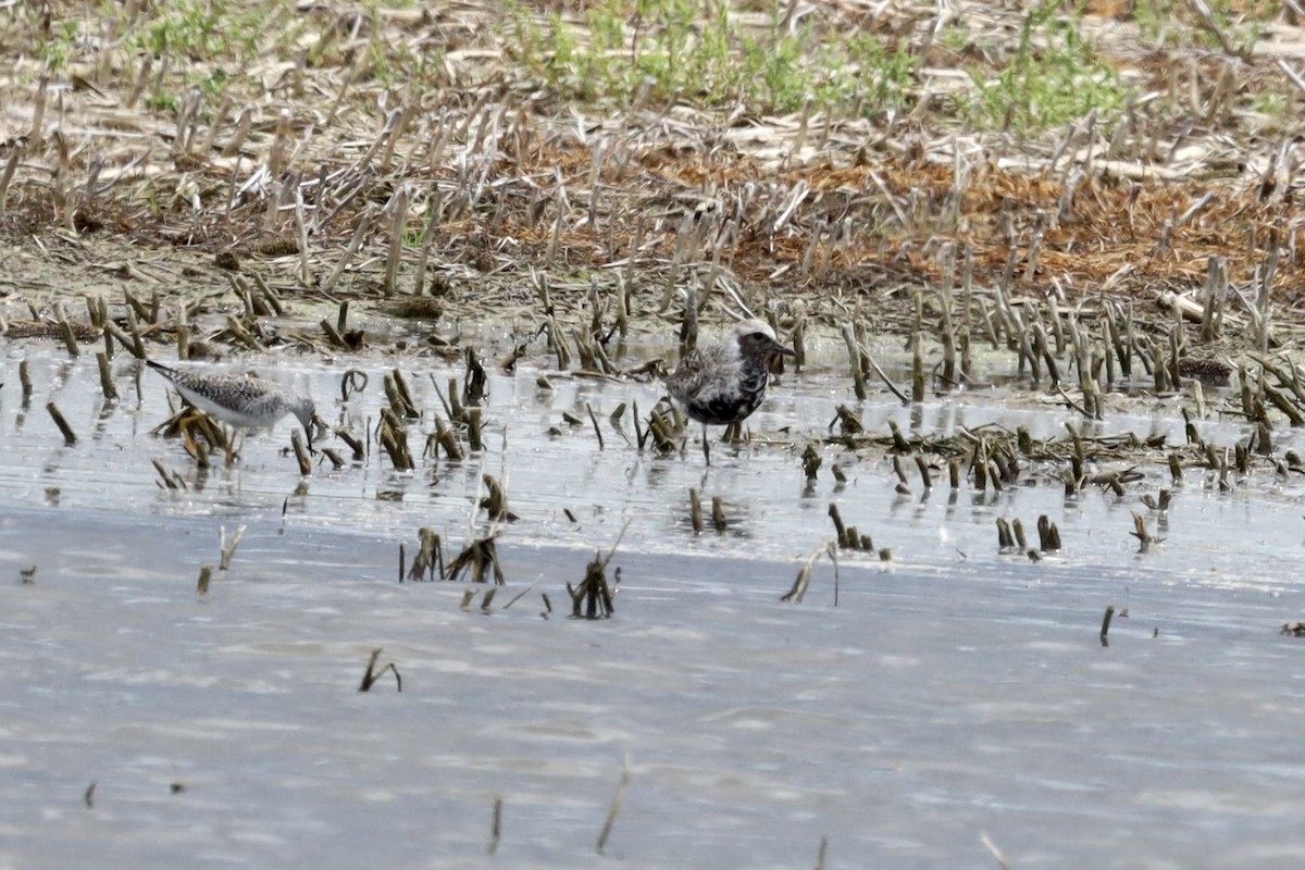 Black-bellied Plover - ML618934953