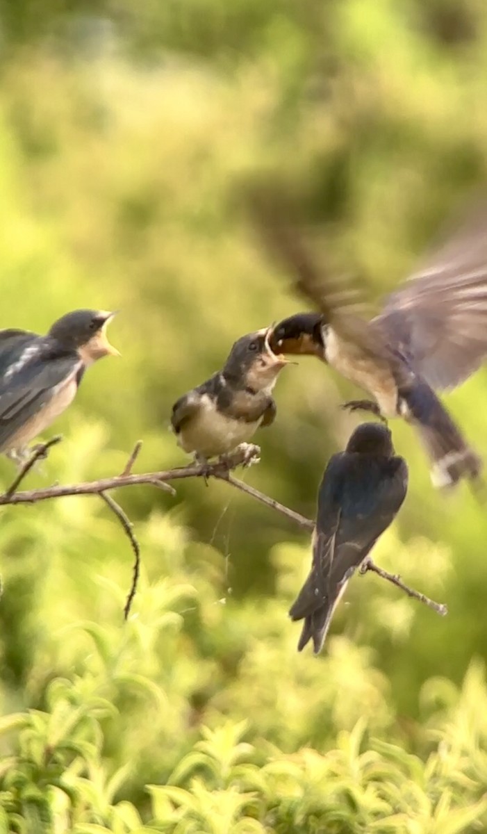 Barn Swallow - Soule Mary