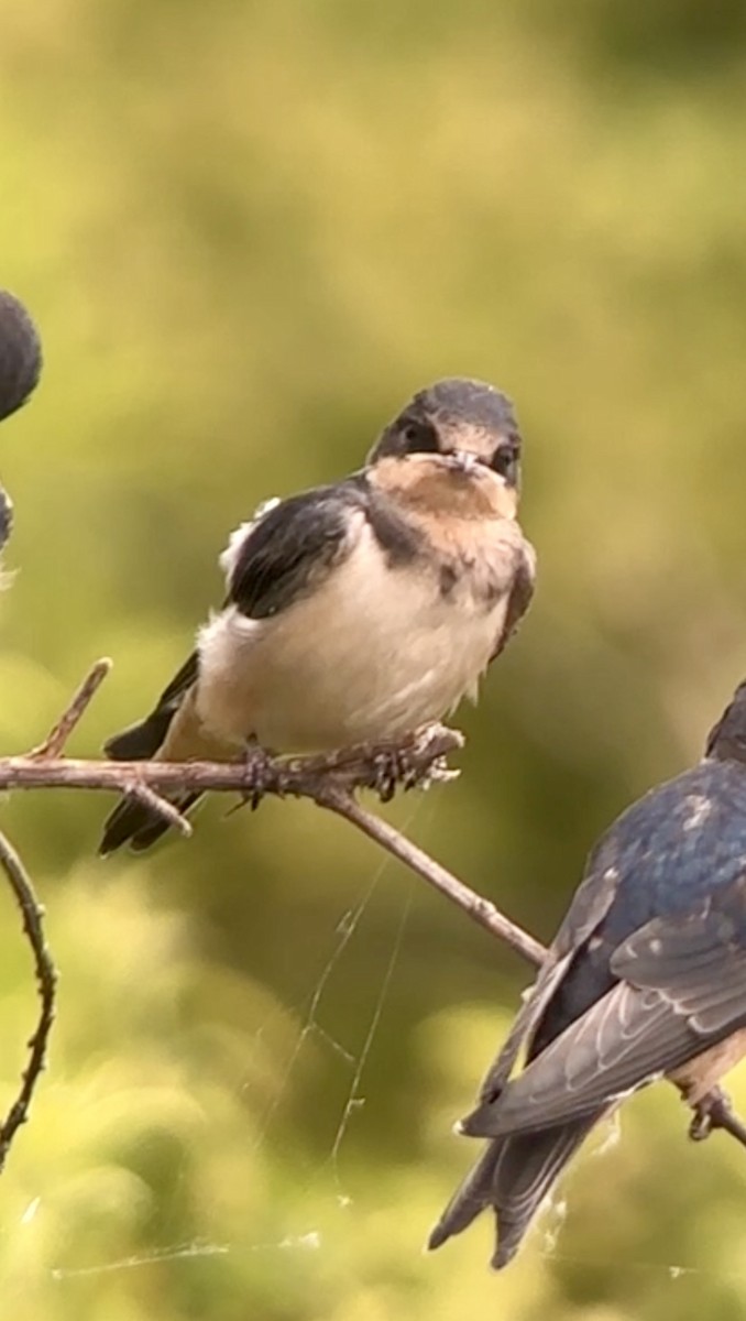 Barn Swallow - Soule Mary