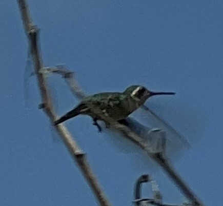 kolibřík cozumelský - ML618934967