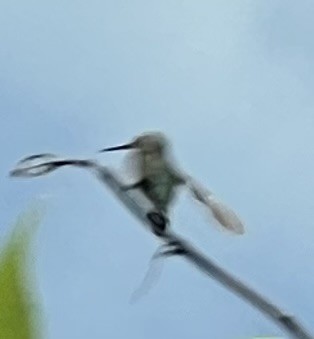 kolibřík cozumelský - ML618934968