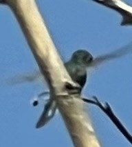 kolibřík cozumelský - ML618934969