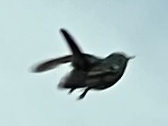 kolibřík cozumelský - ML618934970