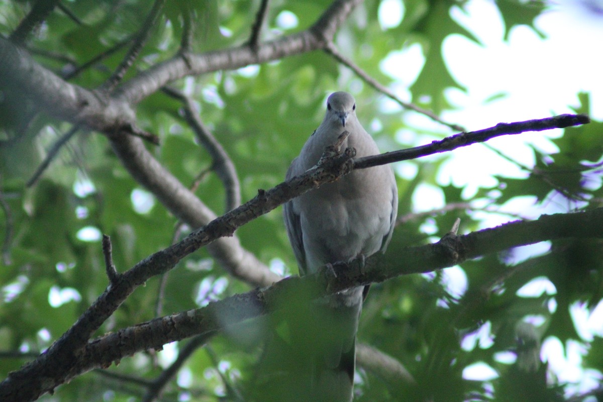 Eurasian Collared-Dove - ML618934971