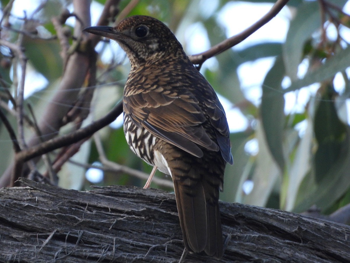 Bassian Thrush - troy and karyn zanker