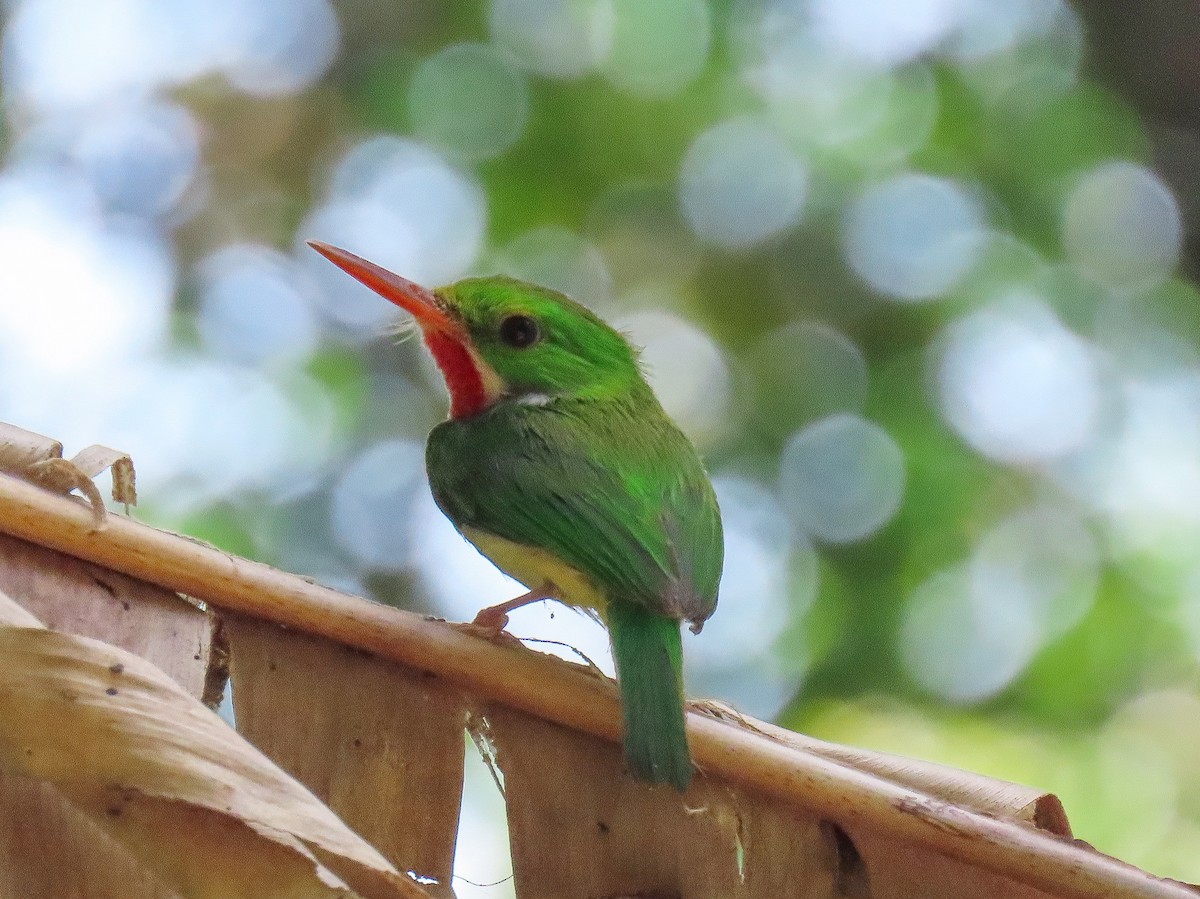 Puerto Rican Tody - Tova Mellen