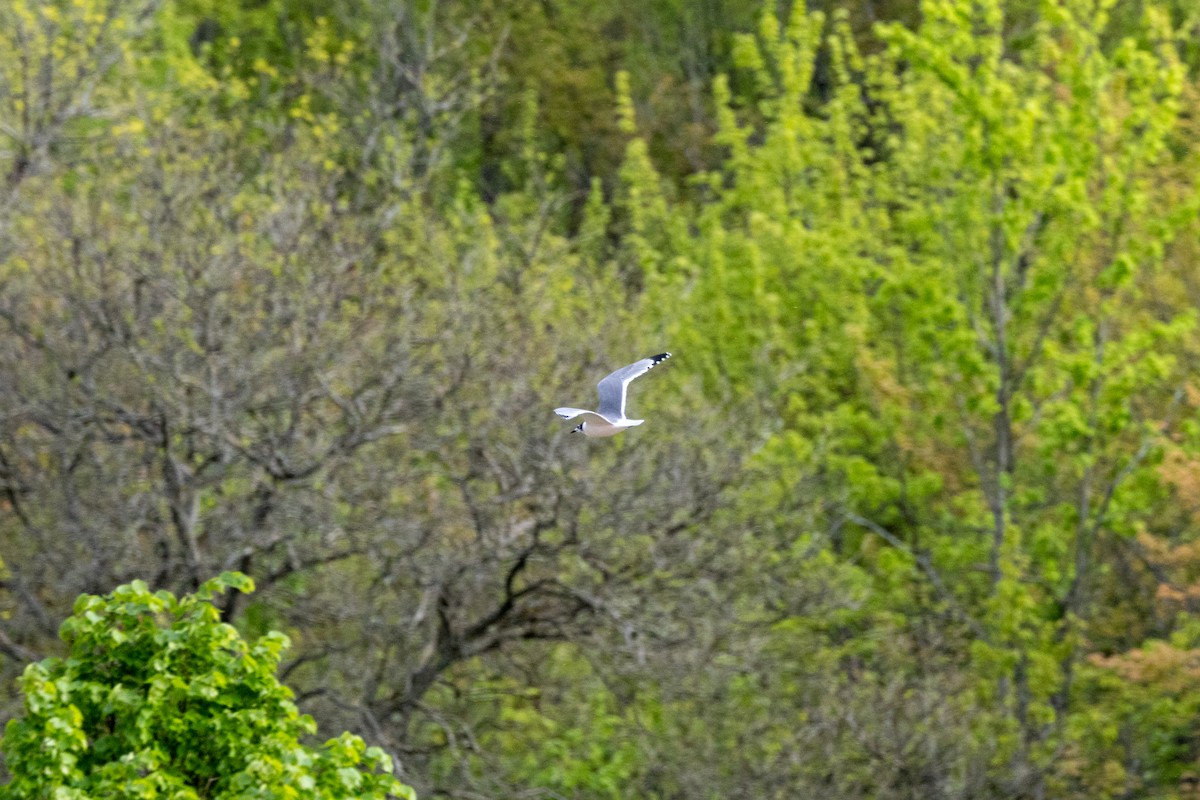 Franklin's Gull - ML618934998