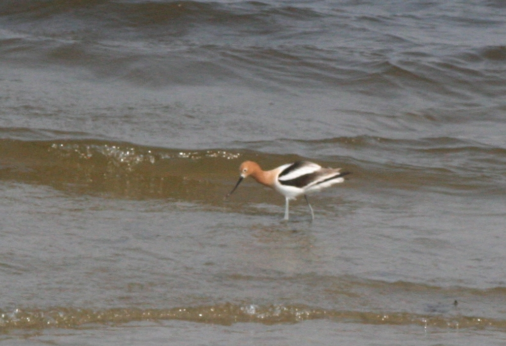 American Avocet - Muriel & Jennifer Mueller