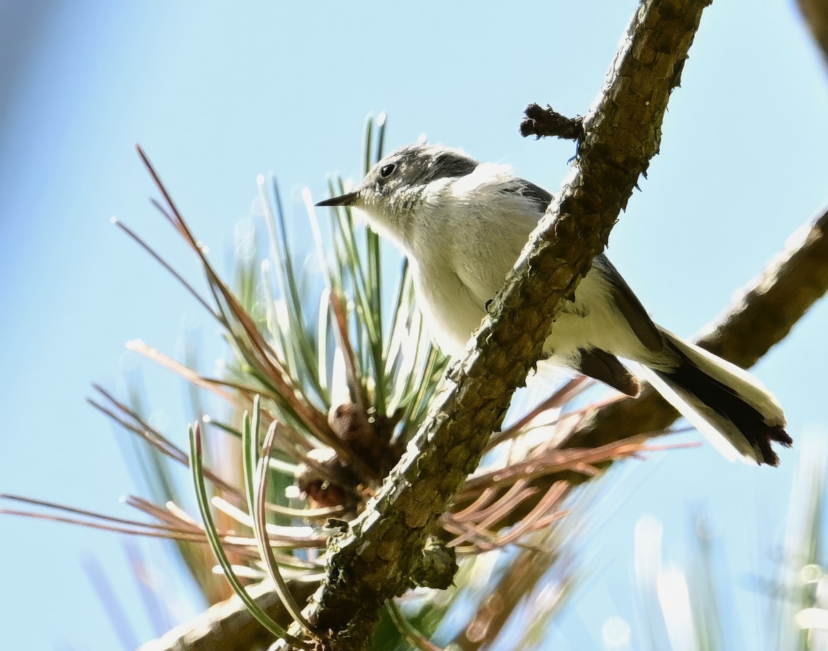 Blue-gray Gnatcatcher - Alan Sankey  COHL