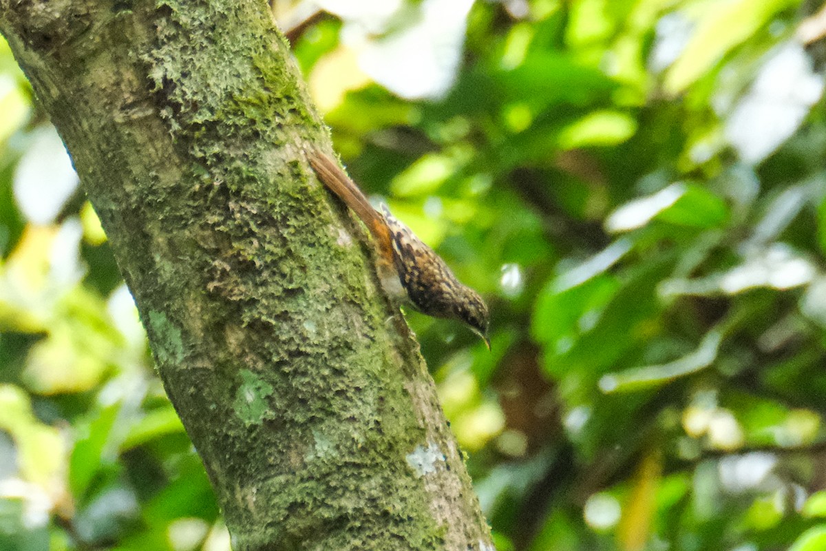 Sikkim Treecreeper - ML618935040