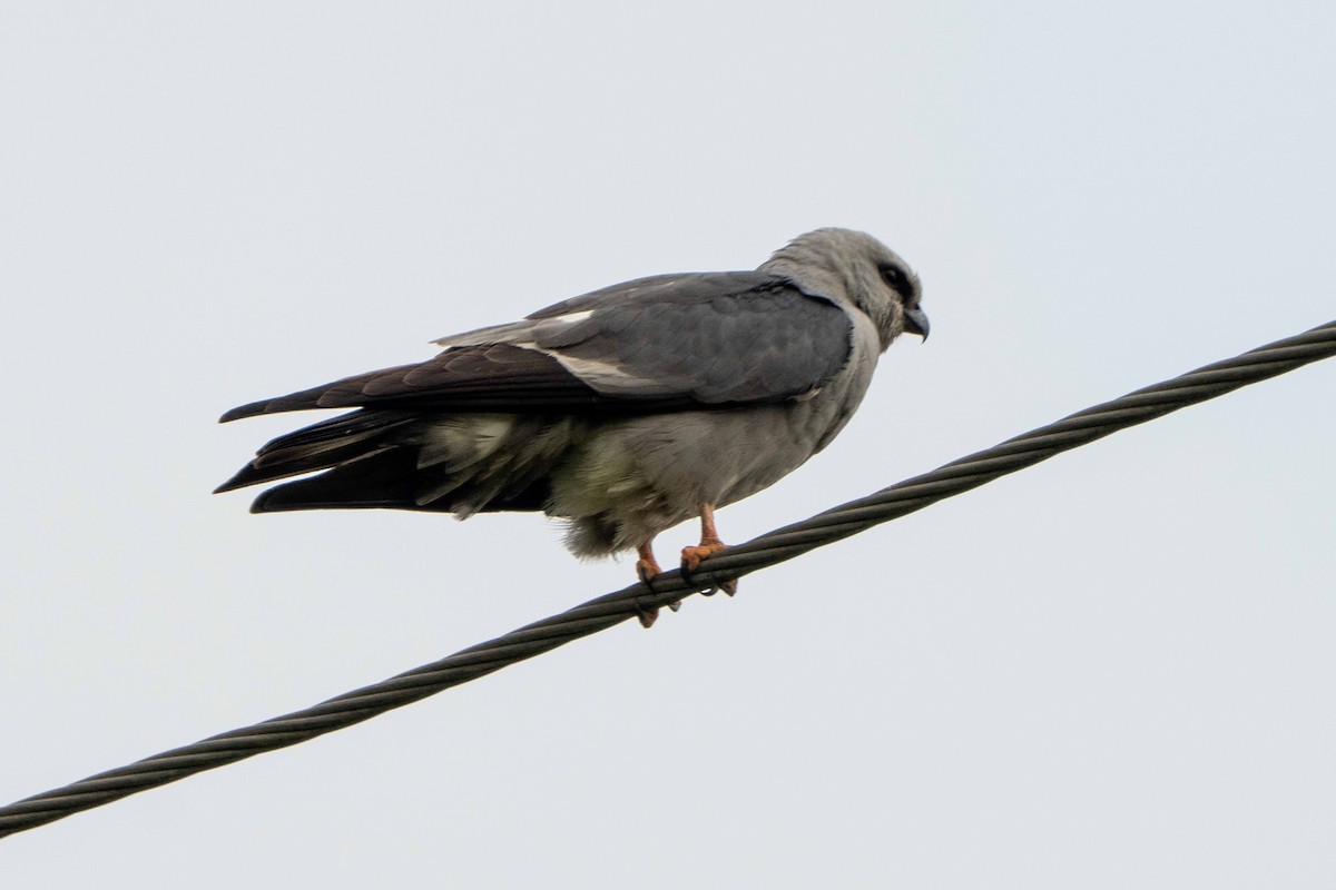 Mississippi Kite - Hoiman Low