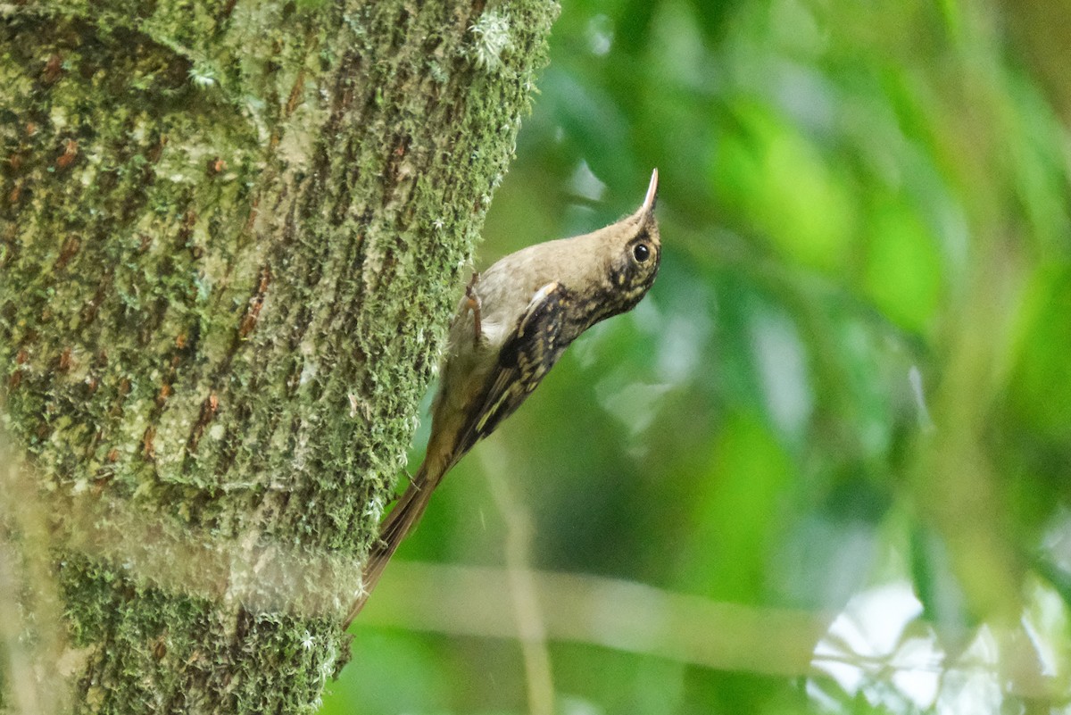 Sikkim Treecreeper - ML618935054