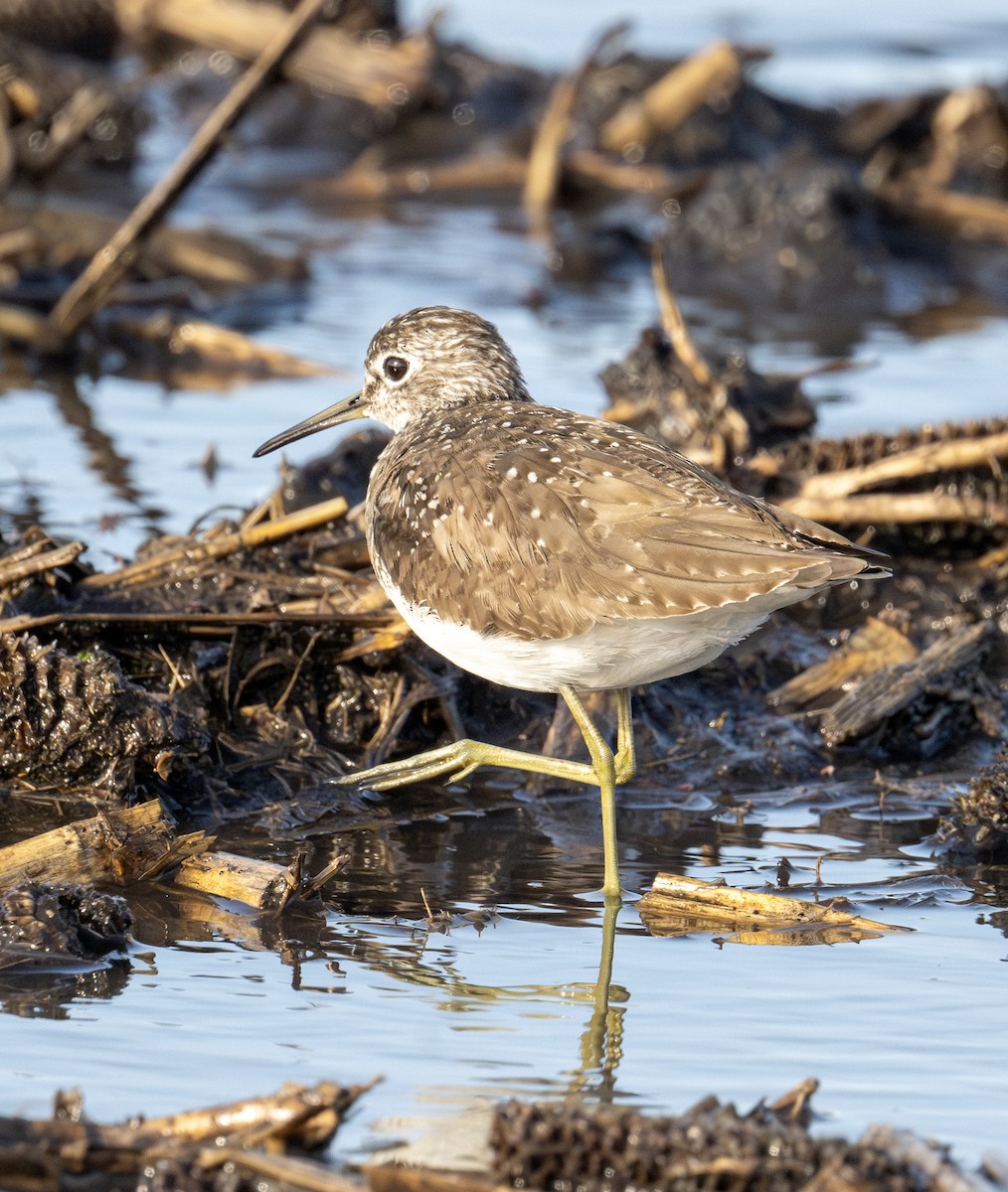 Solitary Sandpiper - Greg Courtney