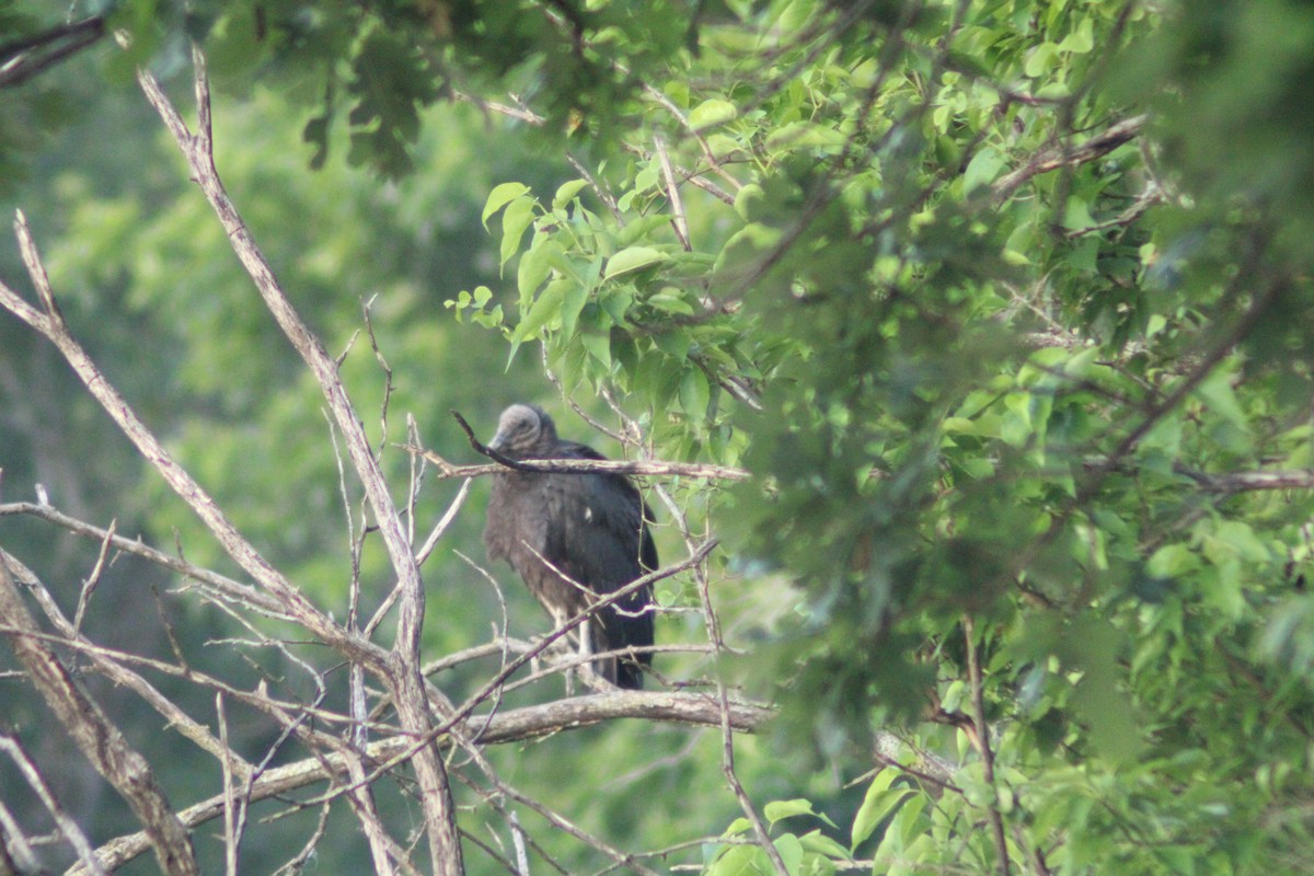 Black Vulture - ML618935071