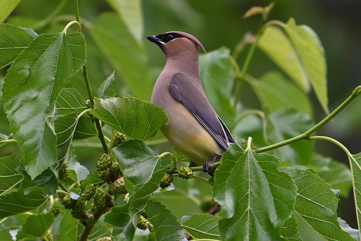 Cedar Waxwing - Chad Ludwig