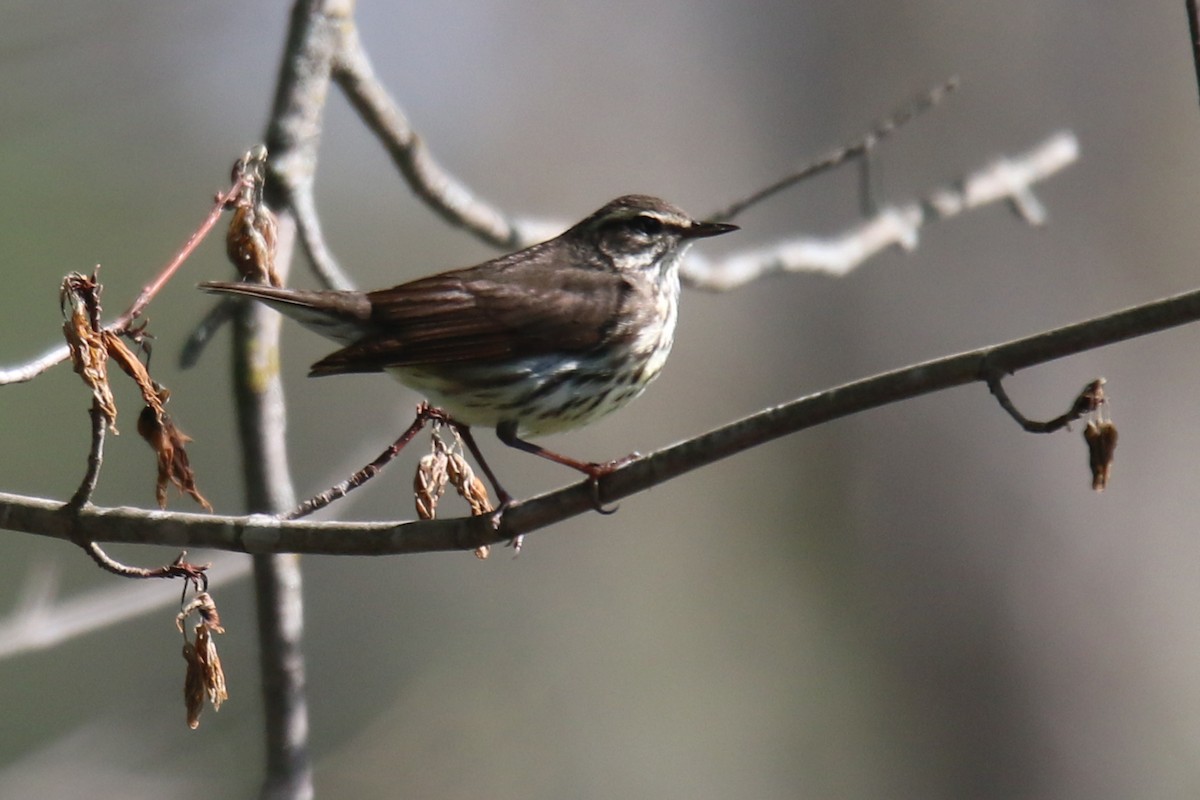 Northern Waterthrush - Kris Bossard