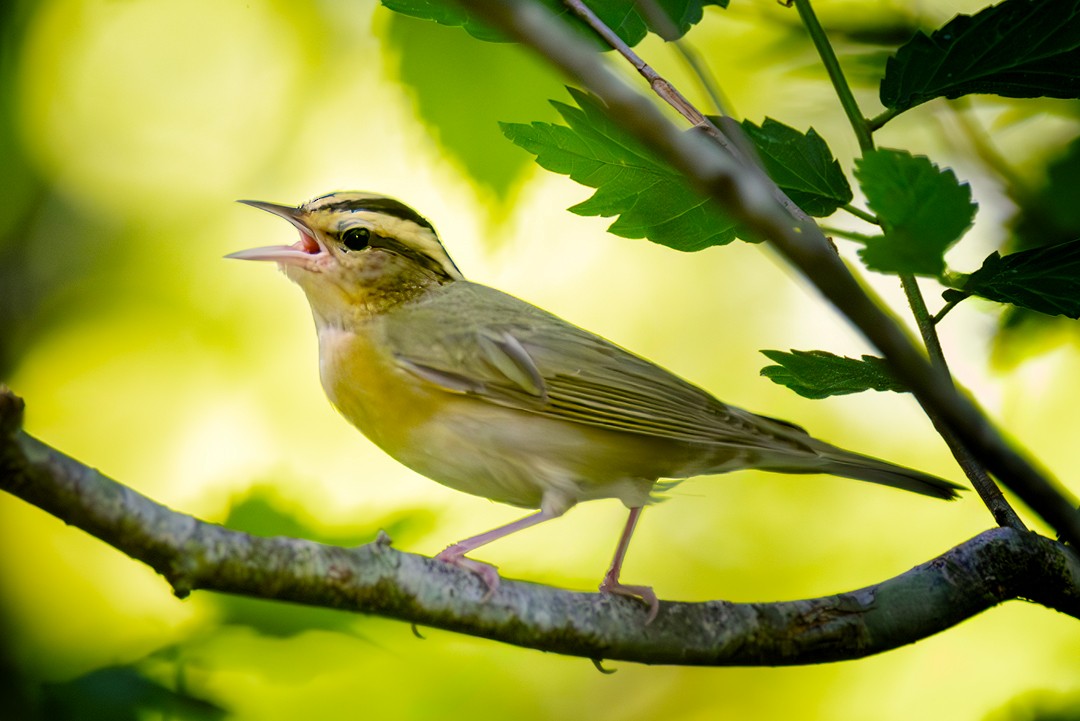 Worm-eating Warbler - Eric Dyck