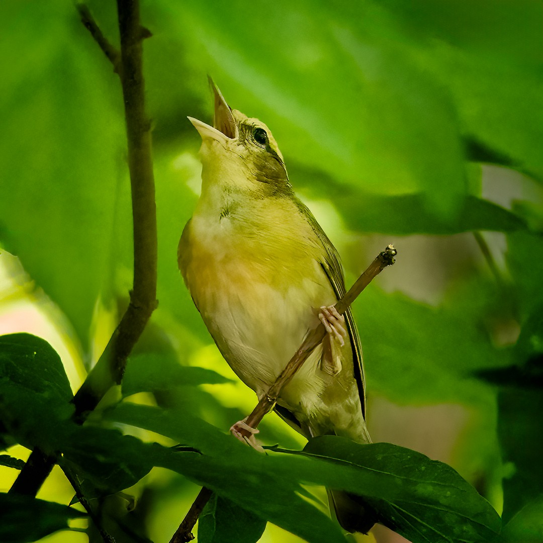 Worm-eating Warbler - Eric Dyck