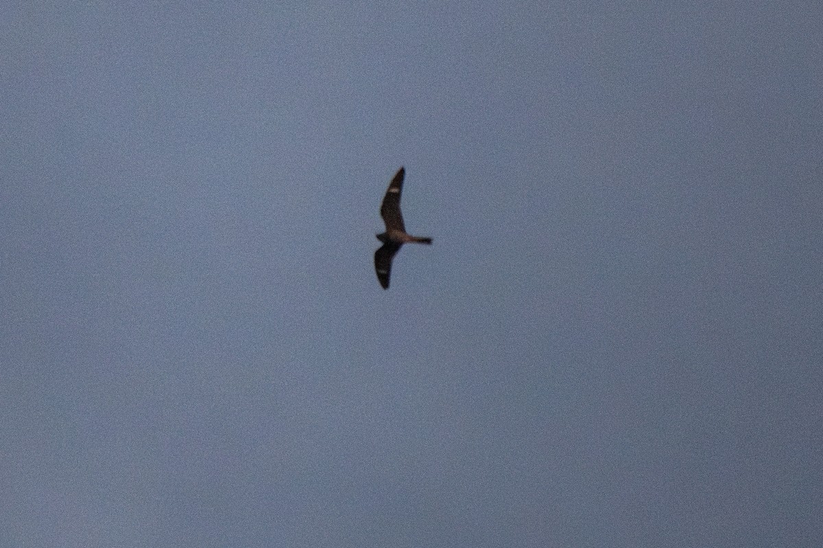 Common Nighthawk - Thomas P. LeBlanc