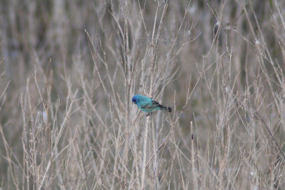 Indigo Bunting - ML618935093