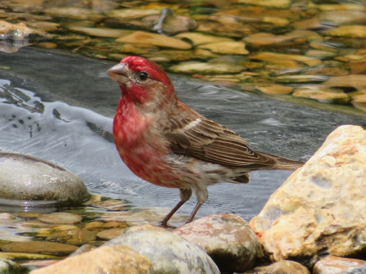 House Finch - Paul Sellin