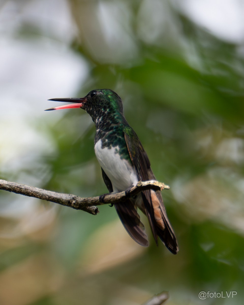 Snowy-bellied Hummingbird - Leonardo Venegas P