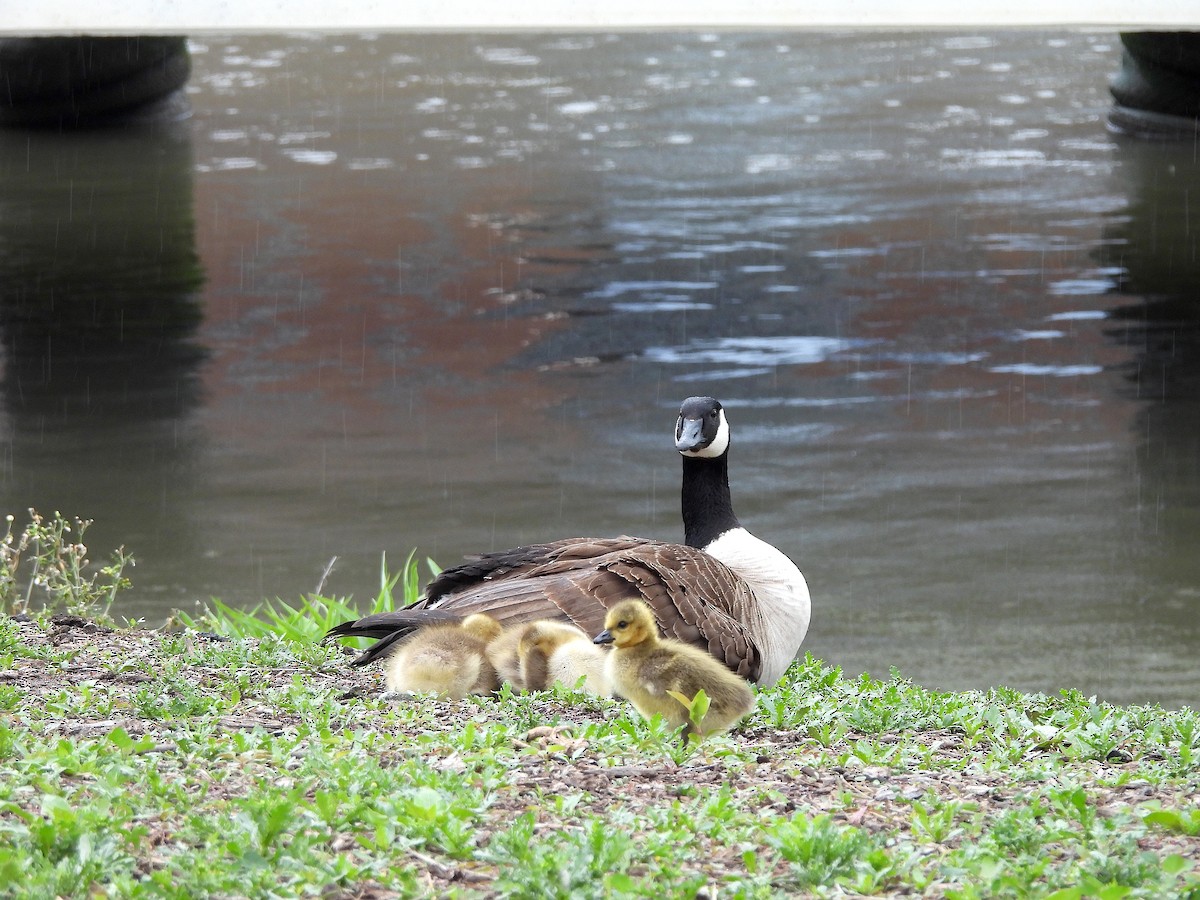 Canada Goose - Nick Dawson