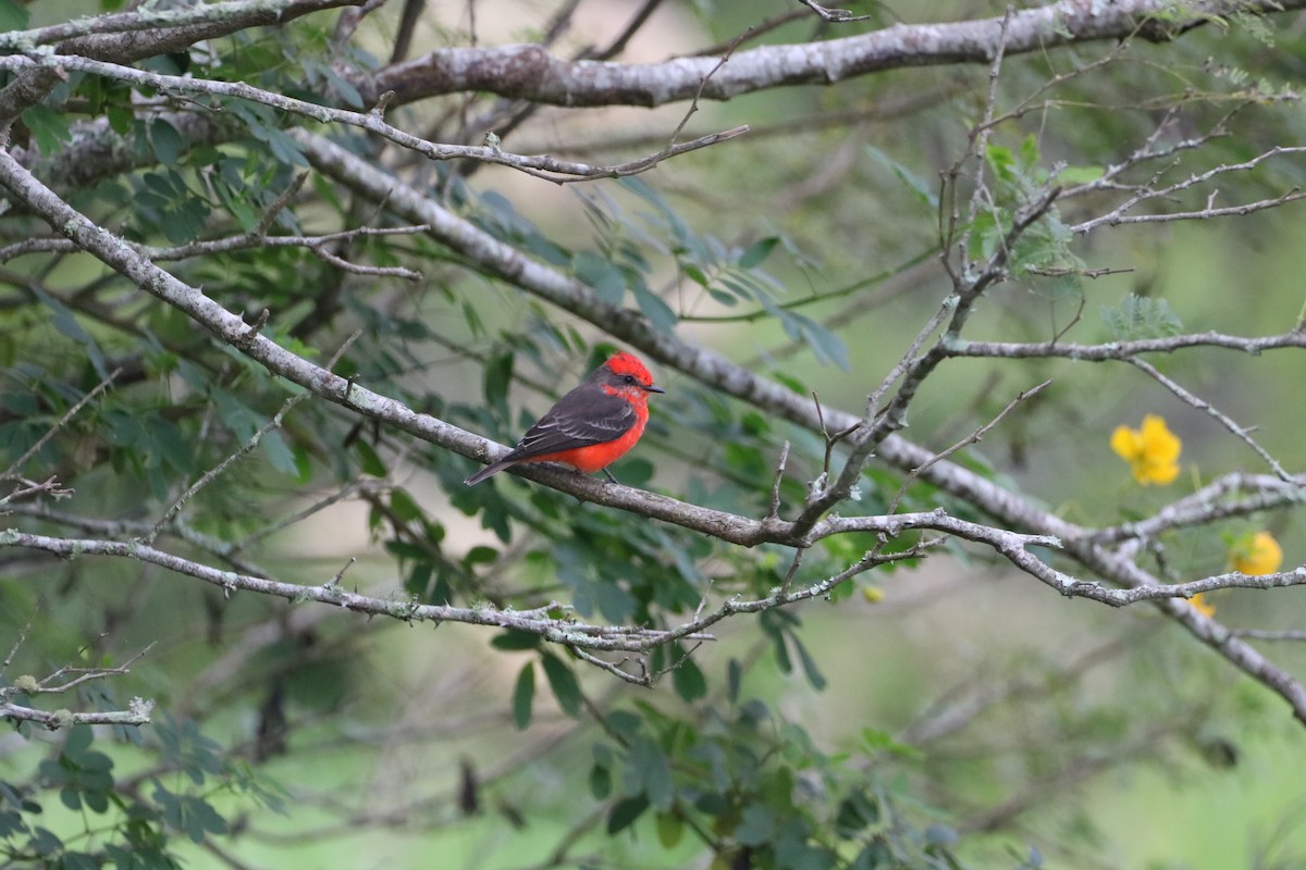 Vermilion Flycatcher - ML618935109