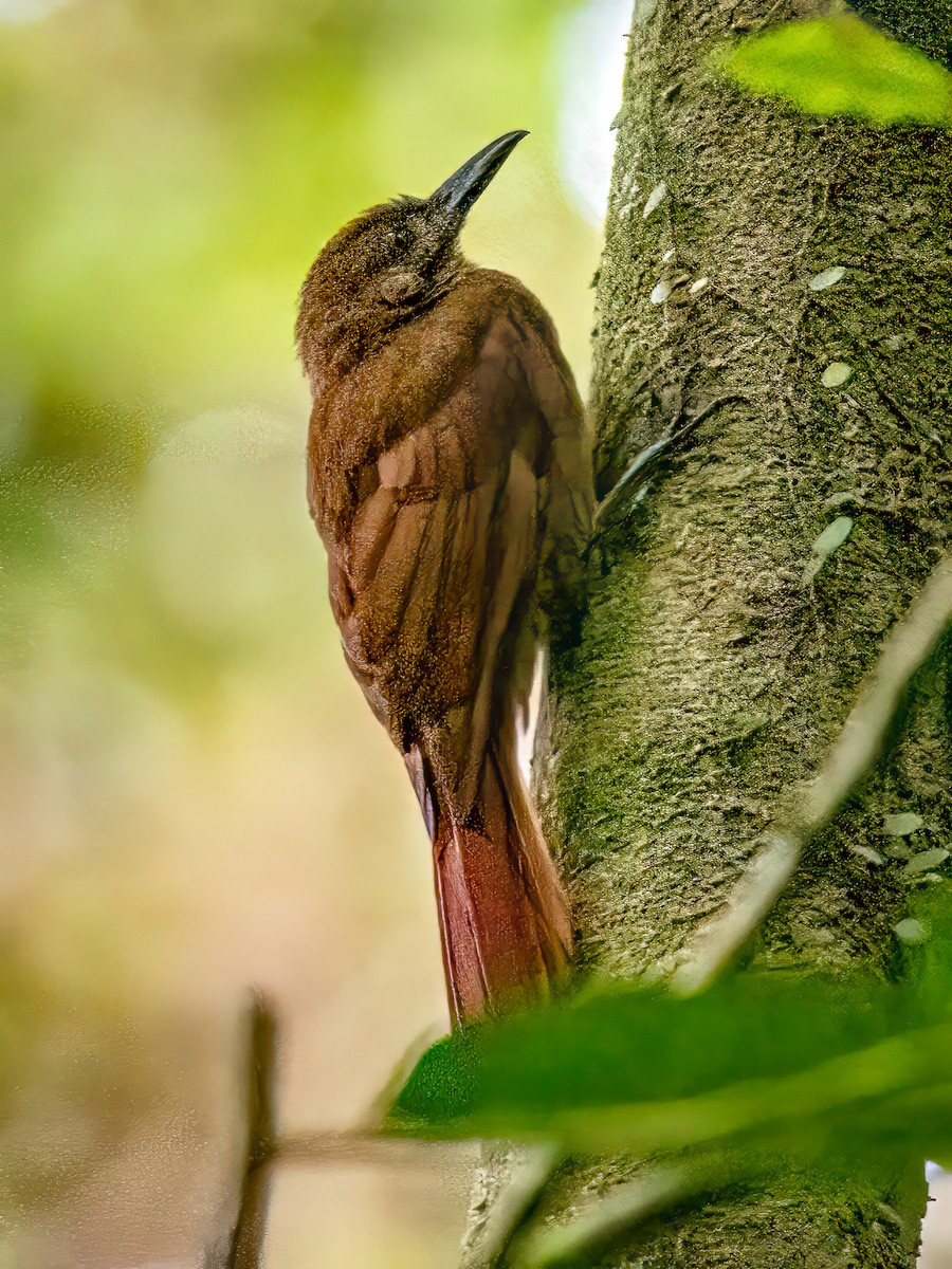 Plain-brown Woodcreeper - Steven Lasley