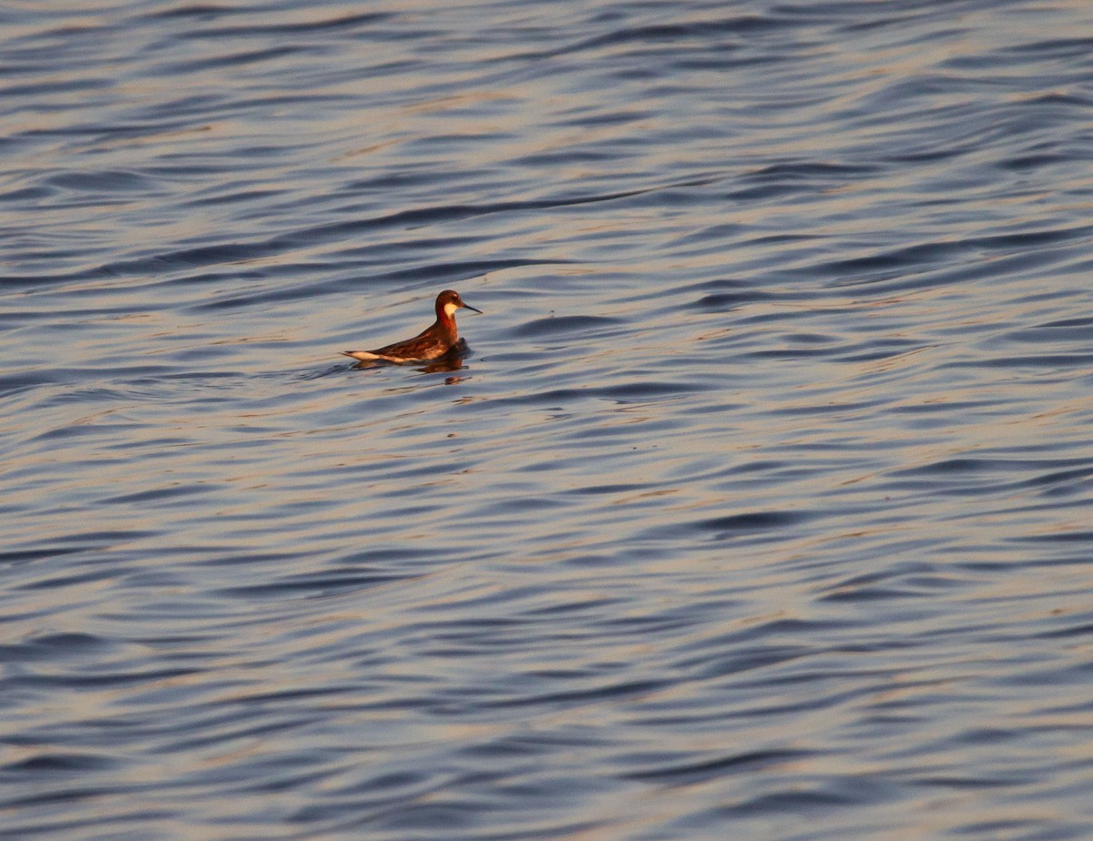 Red-necked Phalarope - ML618935116