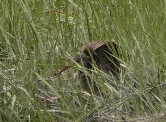 Clapper Rail - Steve Mayo