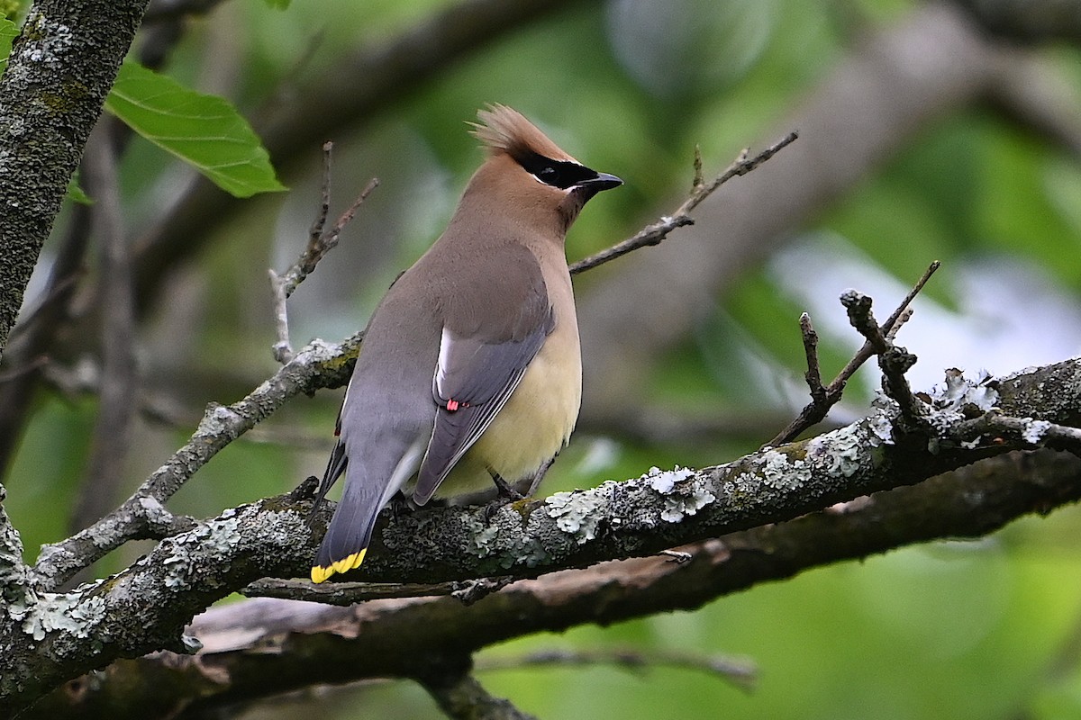 Cedar Waxwing - Chad Ludwig