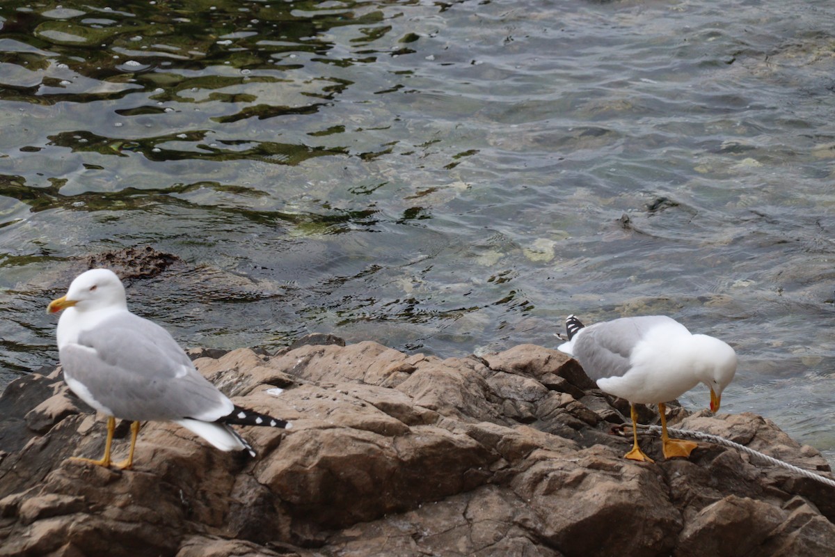 Yellow-legged Gull - Julio P