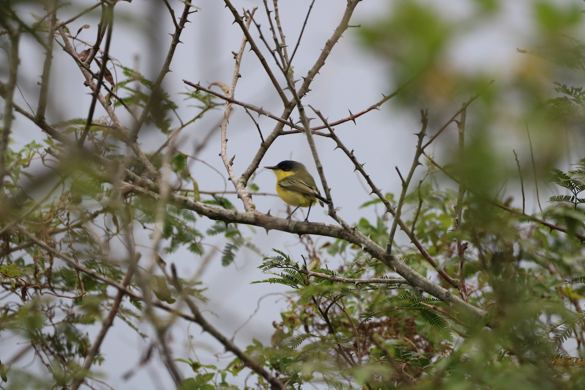 Common Tody-Flycatcher - ML618935171