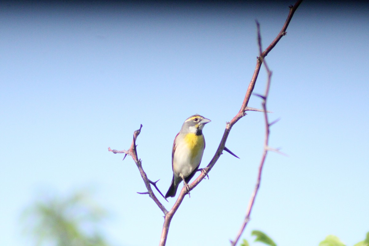 Dickcissel d'Amérique - ML618935172