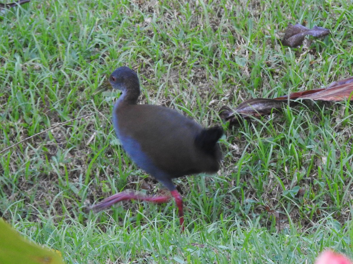 Slaty-breasted Wood-Rail - Louis Imbeau