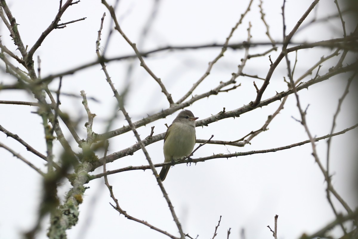 Southern Beardless-Tyrannulet - ML618935210