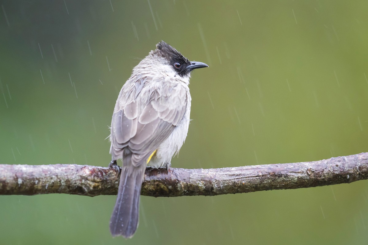 Sooty-headed Bulbul - Se Chea