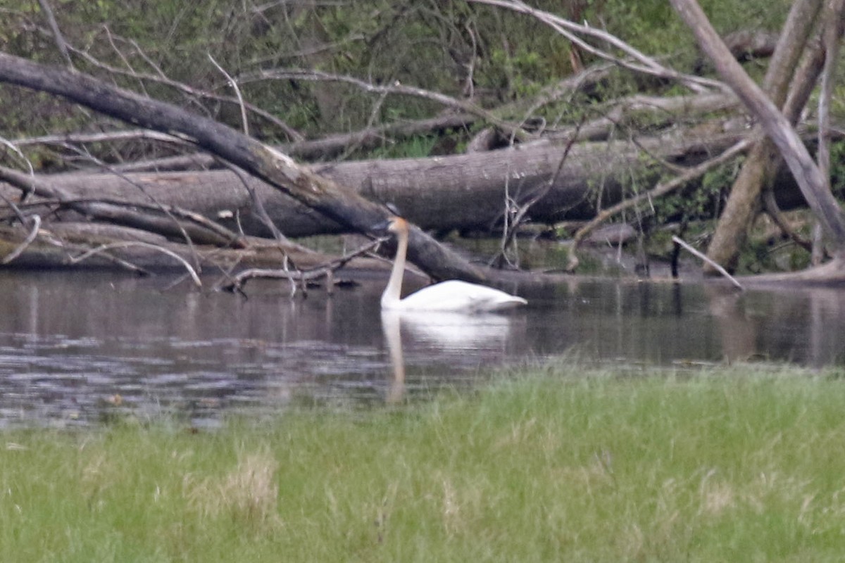 Trumpeter Swan - Joan and/or George Sims