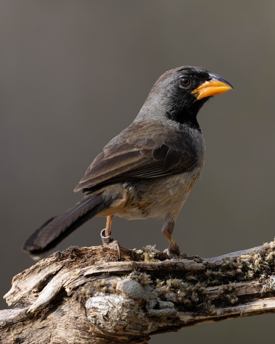 Saltator à gorge noire - ML618935242