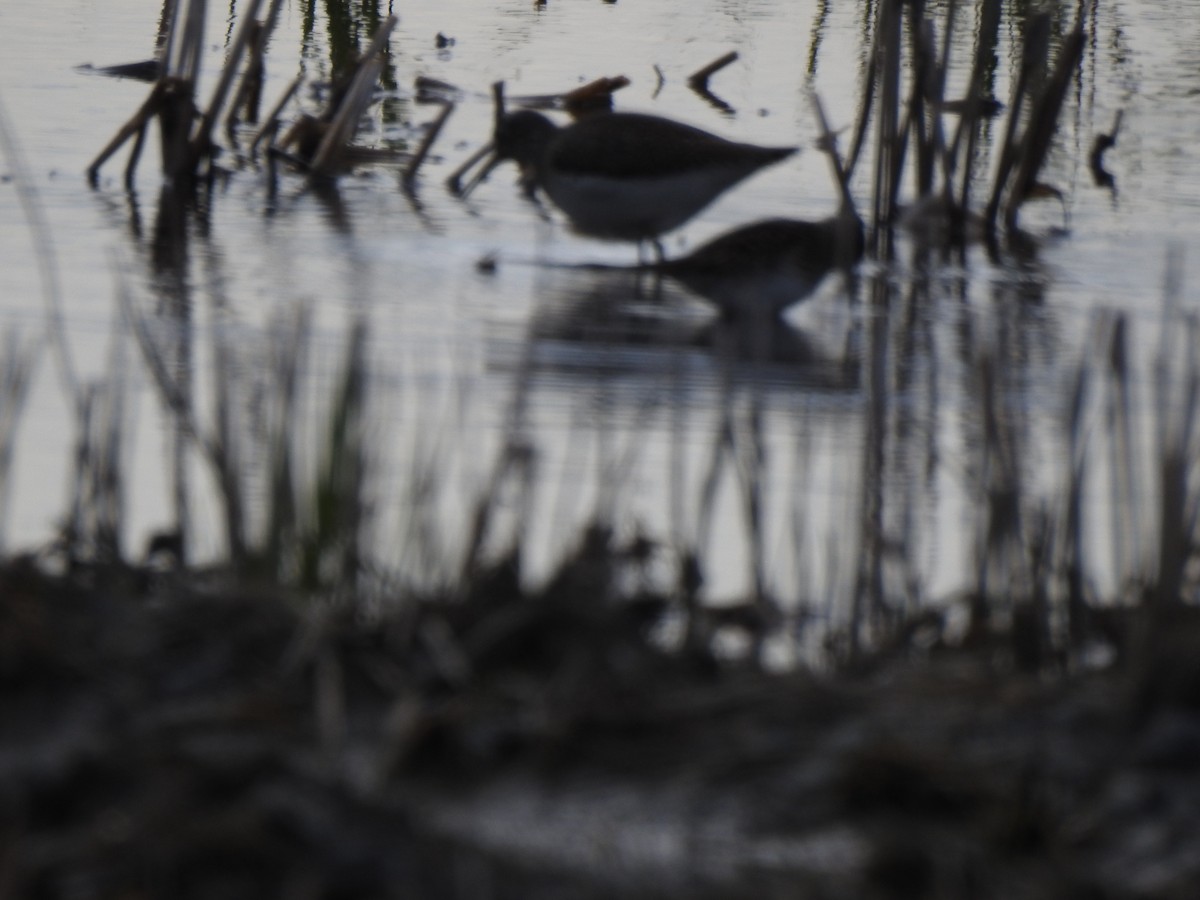 Solitary Sandpiper - Jacques Bélanger