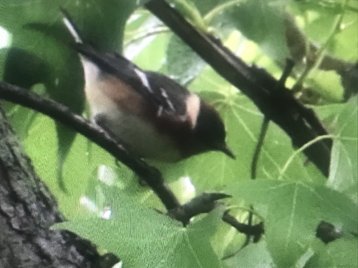 Bay-breasted Warbler - Jason Horn