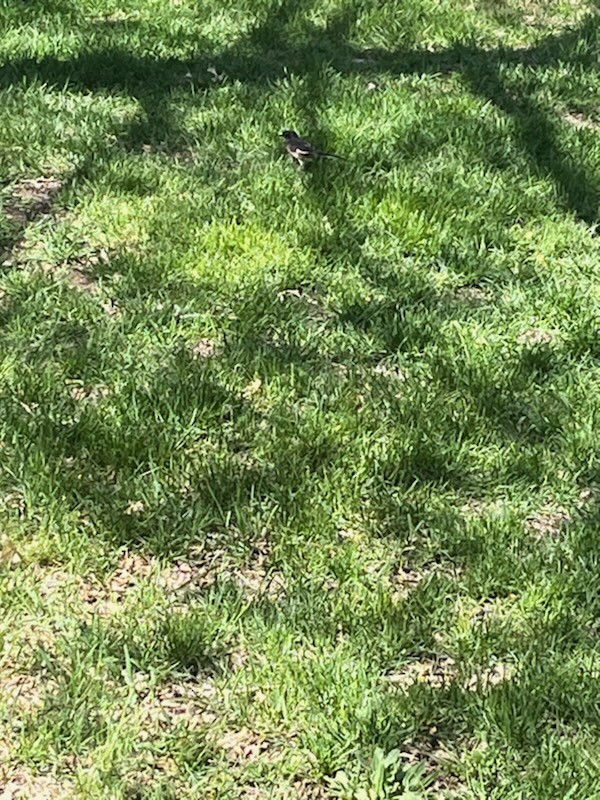 Eastern Towhee - ML618935296