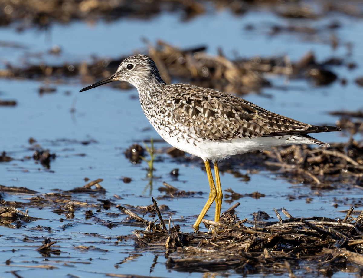 Lesser Yellowlegs - Greg Courtney