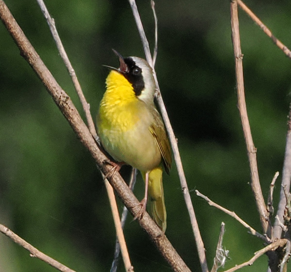 Common Yellowthroat - Patricia Rettig