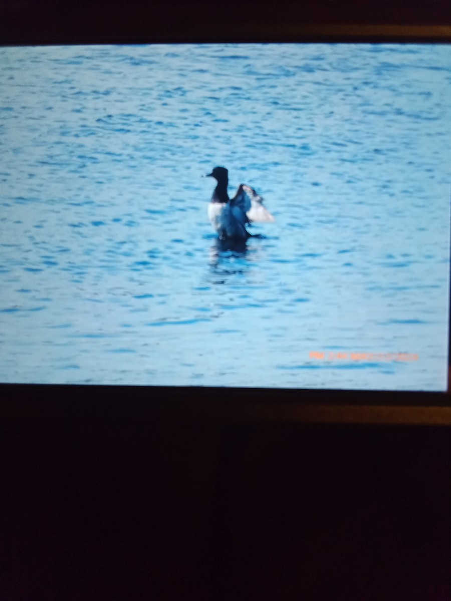 Ring-necked Duck - railroad hutchinson