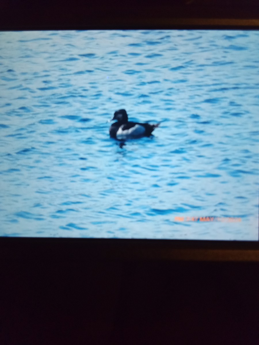 Ring-necked Duck - railroad hutchinson