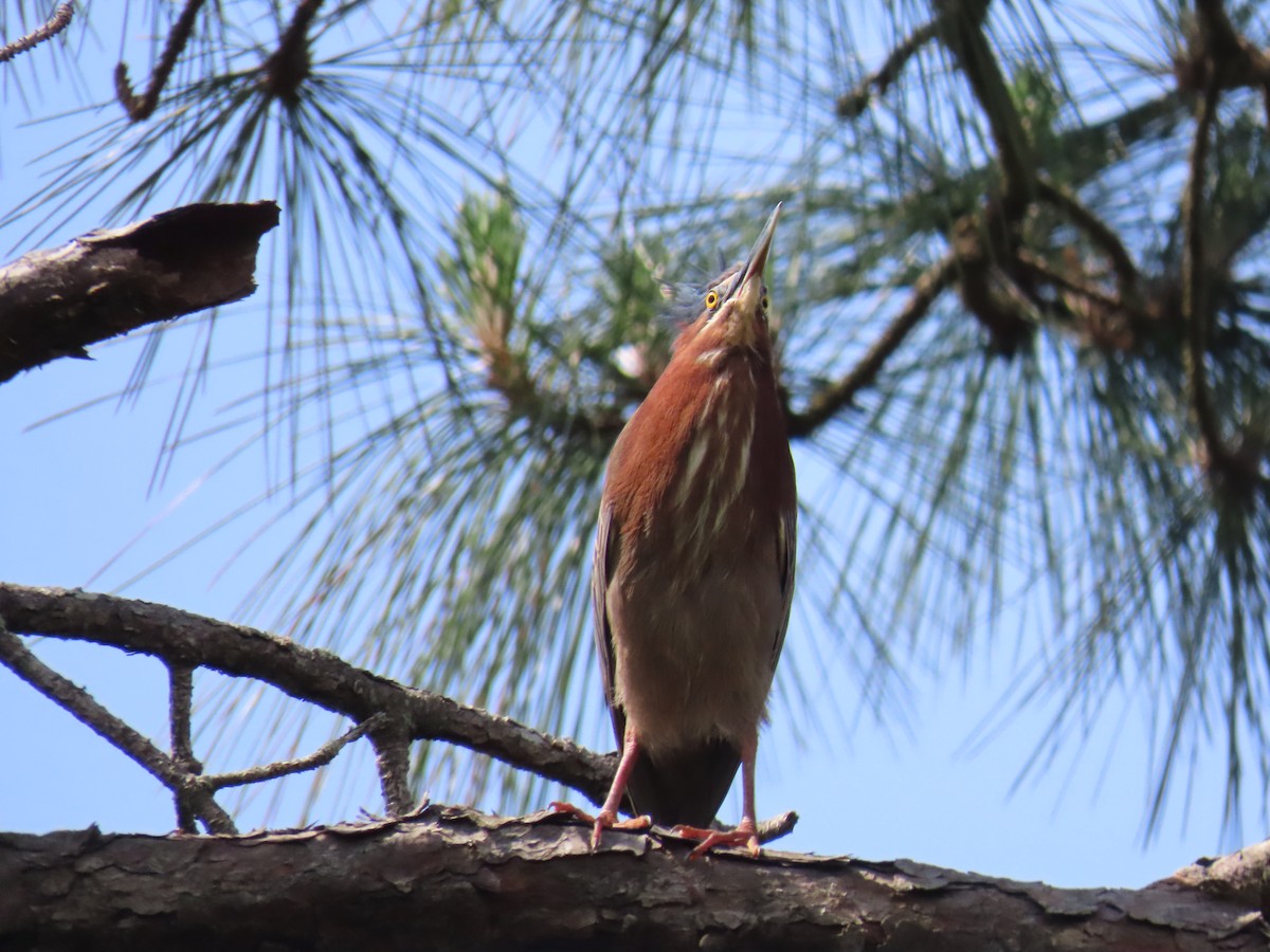 Green Heron - ML618935337