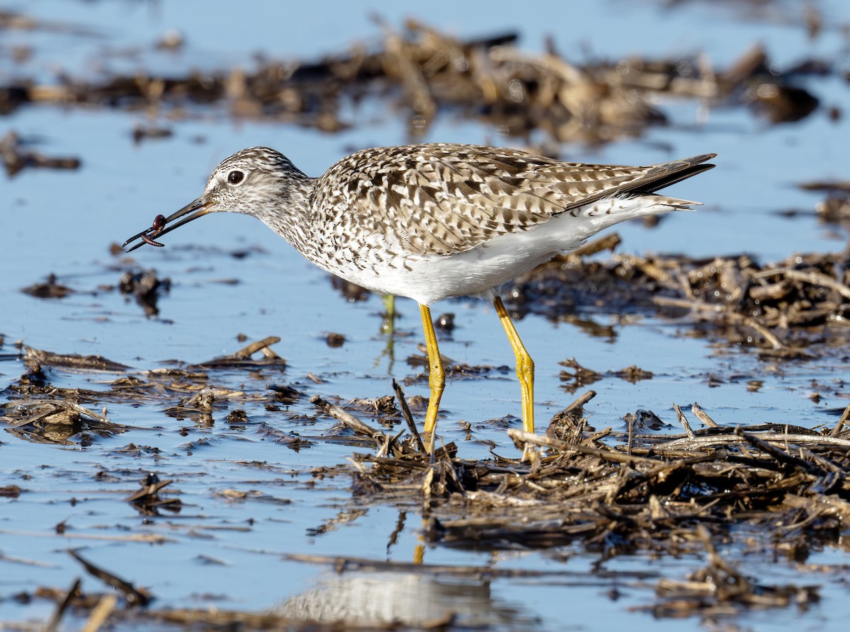 Lesser Yellowlegs - Greg Courtney